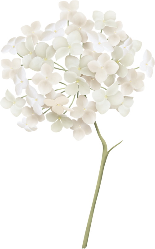Creative Flower Illustration